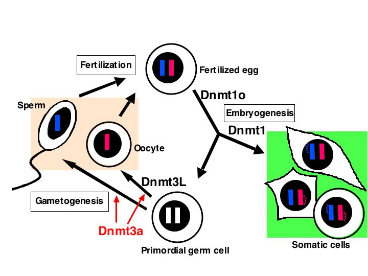 Figure1
