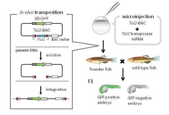 Zebrafish Injection