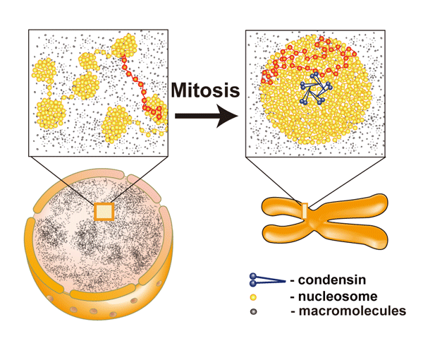Interphase Chromatin