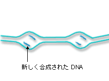 新しく合成されたDNA
