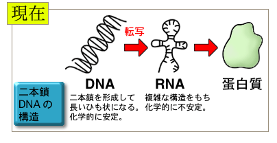 なぜ直接DNAから蛋白質を作らないのか