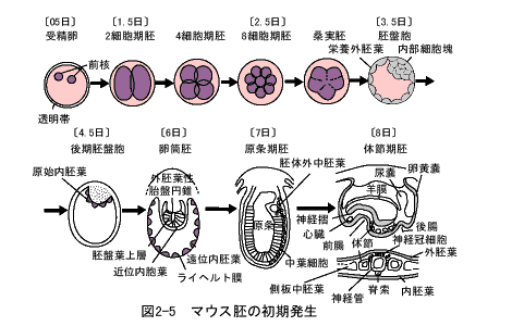 マウス胚の初期発生