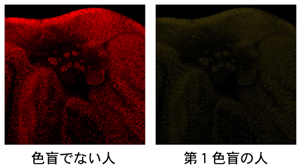 赤単色の蛍光染色のシミュレーション