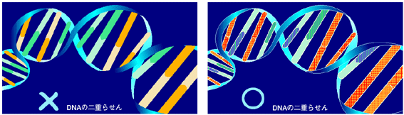 DNA