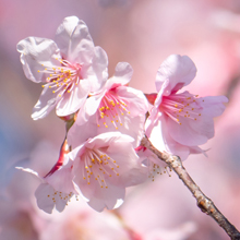 鎌倉の寒桜