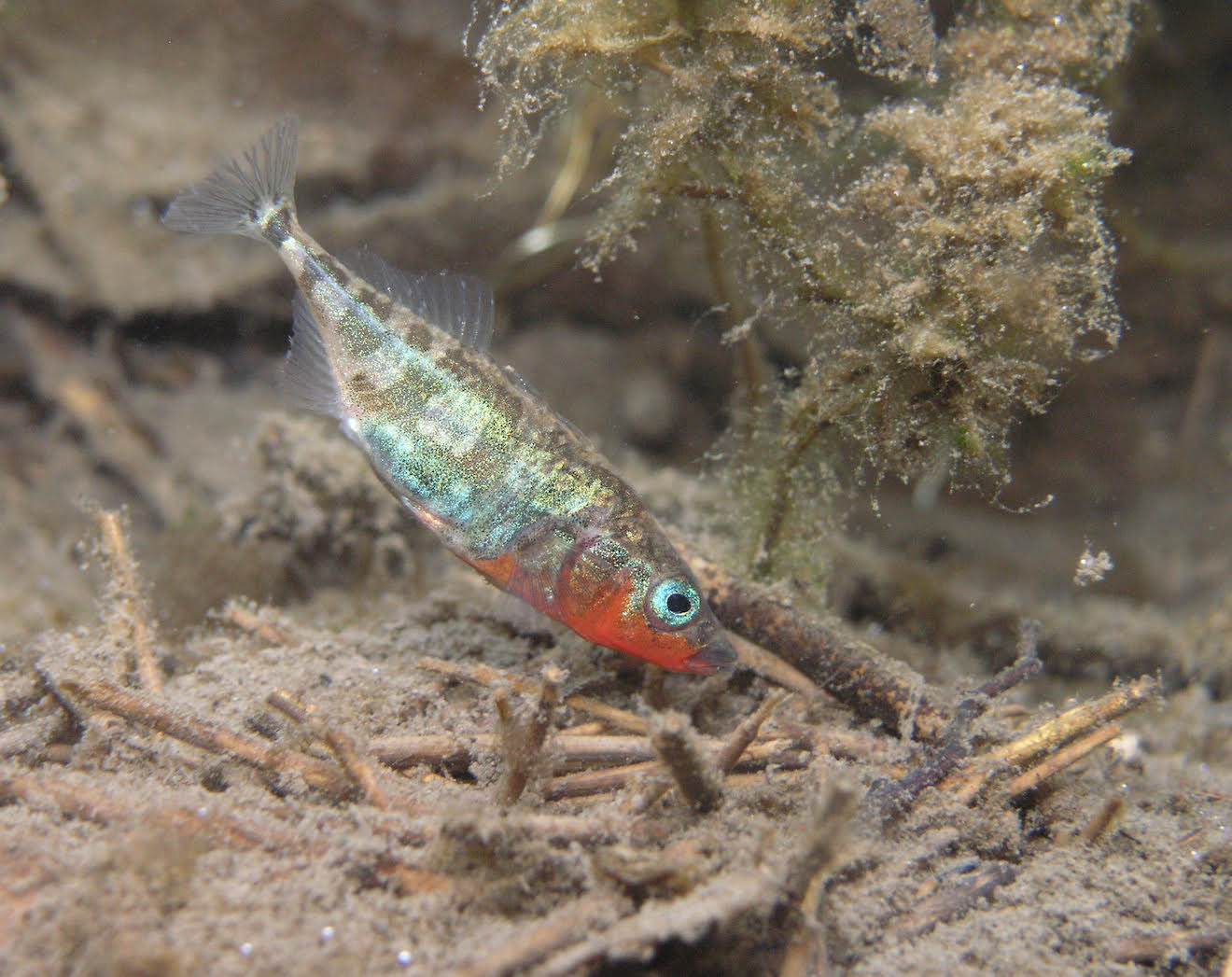 魚の淡水域への進出の秘密