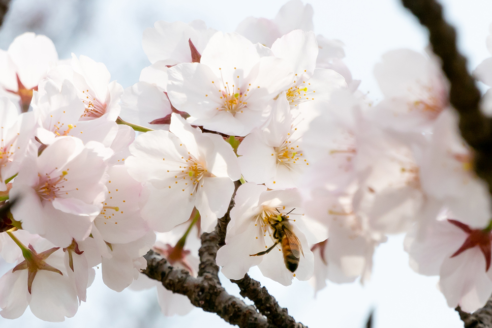 桜の花びらに残された生き物の痕跡