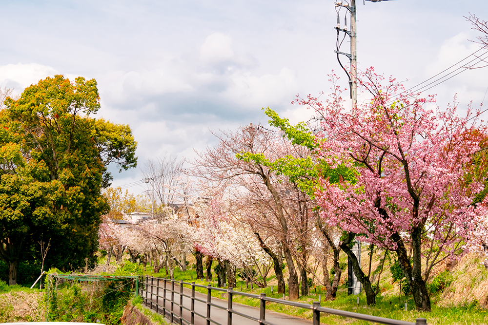 桜の多様性の秘密