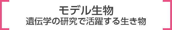 モデル生物 遺伝学の研究で活躍する生き物