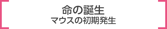 命の誕生 マウスの初期発生