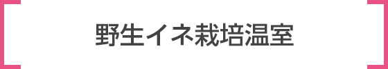 野生イネ栽培温室