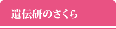 遺伝研のさくら