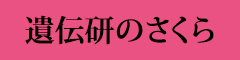 遺伝研のさくら