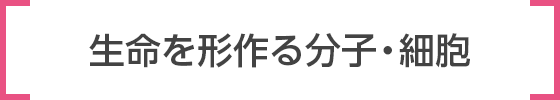 生命を形づくる分子・細胞