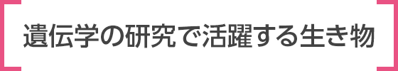 遺伝学の研究で活躍する生き物