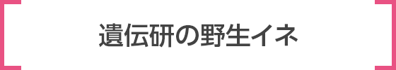 遺伝研の野生イネ