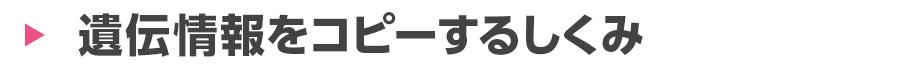 遺伝情報をコピーするしくみ