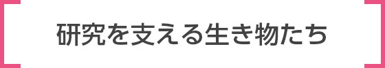 研究を支える生き物たち