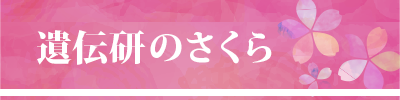 遺伝研のさくら