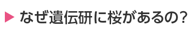 なぜ遺伝研に桜があるの？