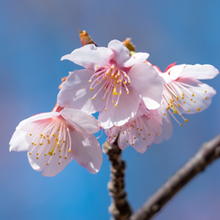 熱海桜