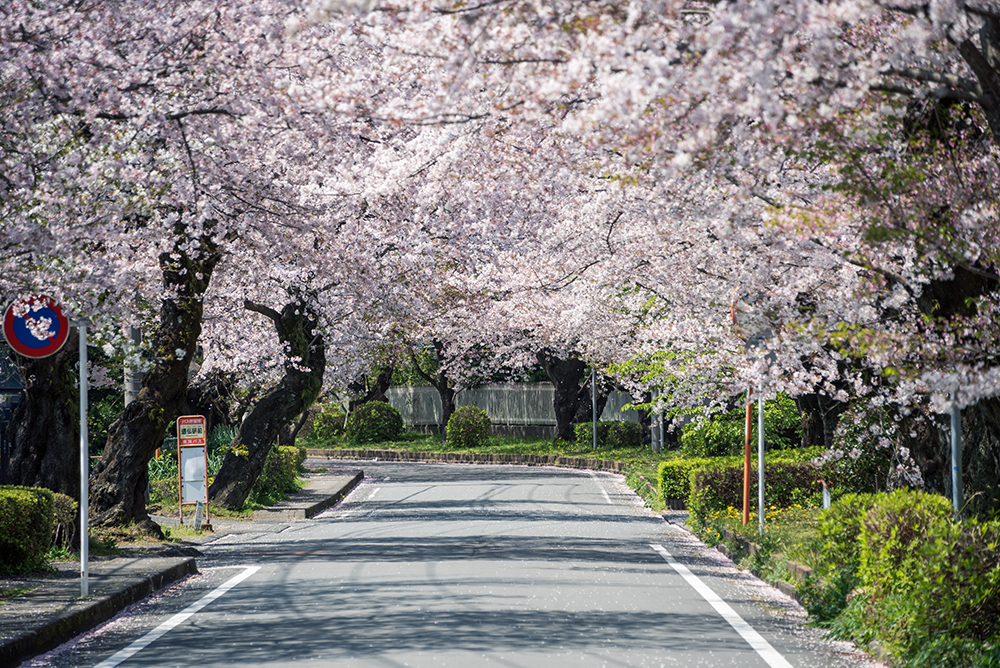 桜の種類を見分ける方法