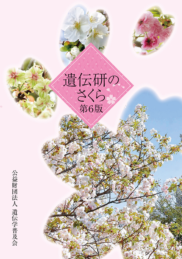 遺伝研の桜