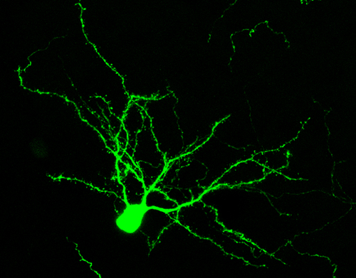 ジーンちゃんの部屋