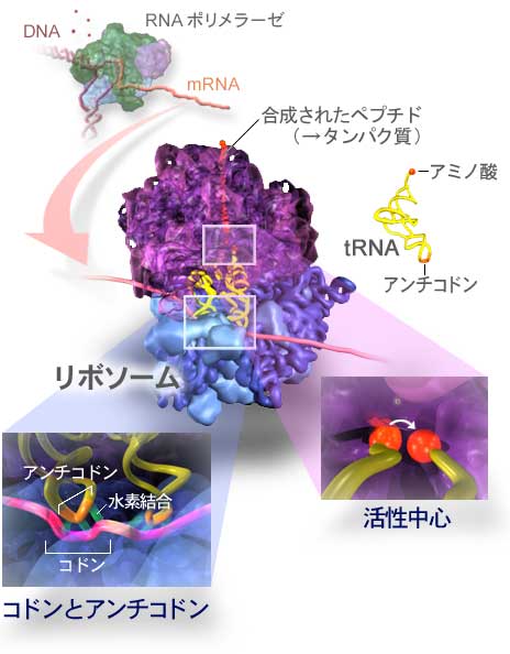 リボソームとは？ 画像