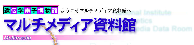 ようこそマルチメディア資料館へ