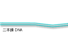 二本鎖DNA