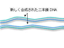 二本になった二本鎖DNA