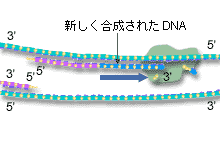 リーディング鎖の合成