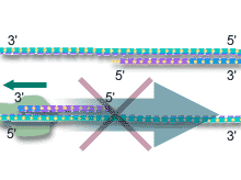 5'末端側への重合はできない