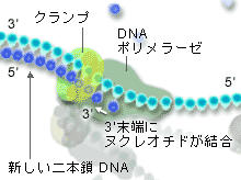 リーディング鎖のDNAポリメラーゼ拡大