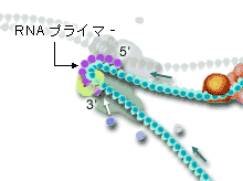 ラギング鎖のDNAポリメラーゼ拡大