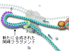 岡崎フラグメントの合成