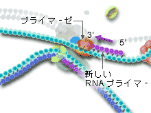 RNAプライマーの合成