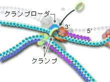 クランプをロード