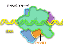 転写の流れとrnaポリメラーゼの働き Rnaポリメラーゼ マルチメディア資料館