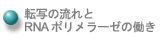 転写の流れとRNAポリメラーゼの働きへ