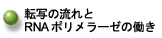 転写の流れとRNAポリメラーゼの働きへ