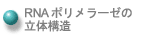 RNAポリメラーゼの立体構造へ