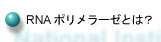 RNAポリメラーゼとは？へ