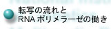 転写の流れとＲＮＡポリメラーゼの働きへ