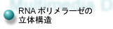 RNAポリメラーゼの立体構造へ