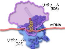 stage1 画像２