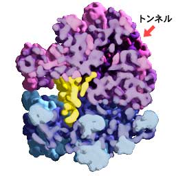 リボソームの断面図