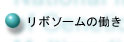 リボソームの働きへ