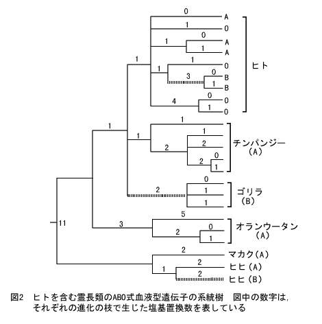 ヒトを含む霊長類んABO式血液型遺伝子の系統樹